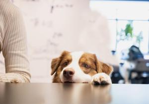 Hotel Anddoggy Kyoto Nijo - Frequently Asked Questions