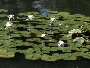 Matsusaki - Dining Experience