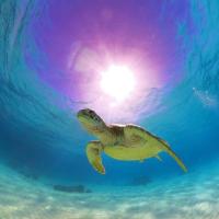 HOTEL KANALOA - Frequently Asked Questions