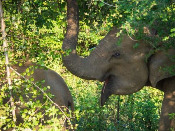Udawalawe Safari | PRIVATE TOUR 🐘 - Tips for Your Safari