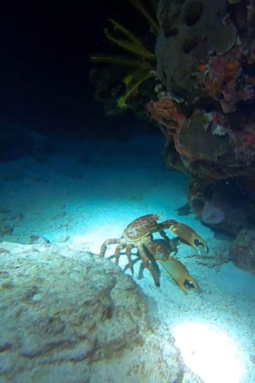 Cancun: Night Dive - Activity Overview