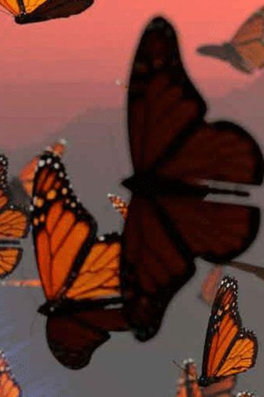 CDMX: Tour to Butterfly Sanctuary