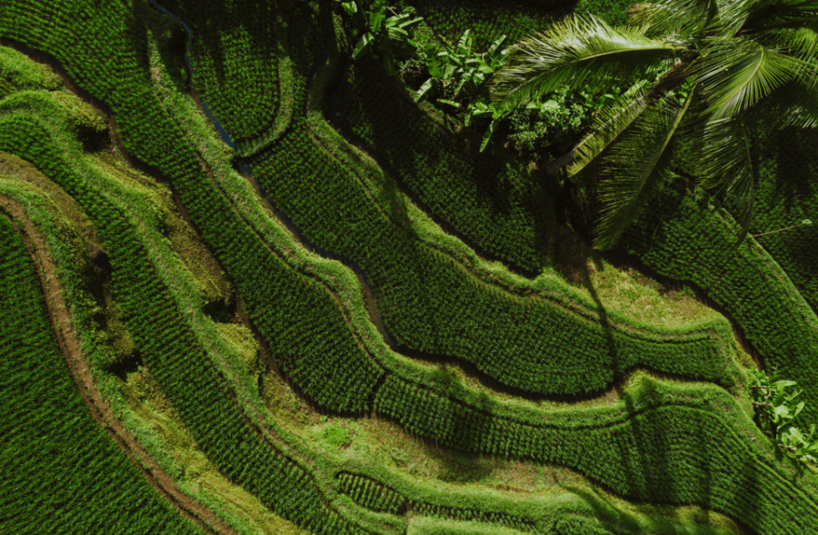 From Bali: Saraswati Temple, Monkey Forest, Ubud Waterfalls