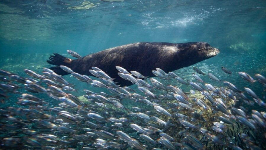 From La Paz: Whale Shark & Sea Lions Tour - Tour Overview
