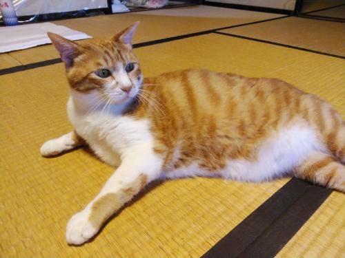 Minshuku Kitamaebune Review