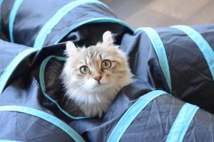 One of the Nyaa-Zu Pon - Guest Experiences