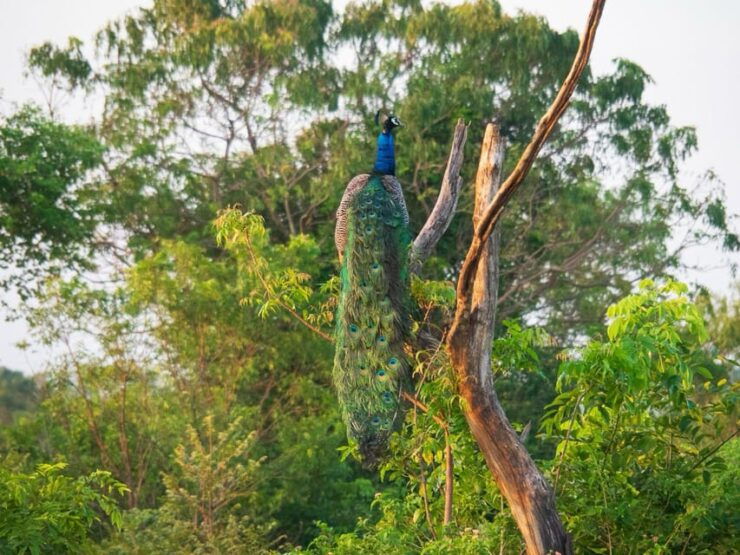 Udawalawe Safari | PRIVATE TOUR 🐘 - Good To Know