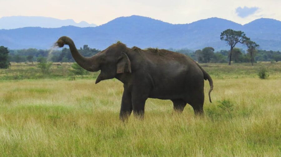 Wasgamuwa National Park Safari From Polonnaruwa - Safari Experience Highlights