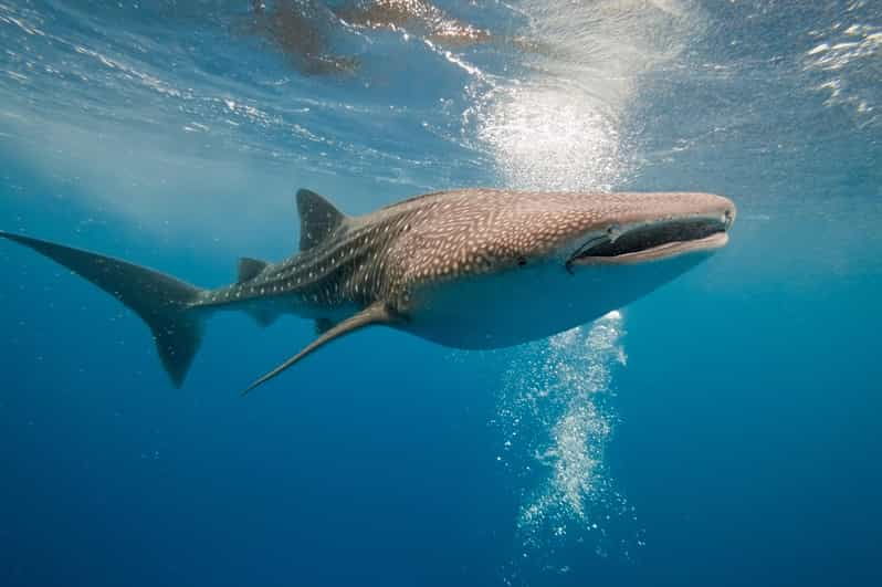 Whale Shark Snorkeling in La Paz, BCS. - Good To Know