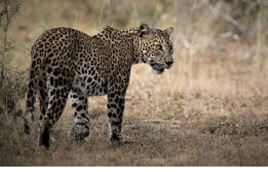 Yala Private Safari | Full Day | Guided by a Professional - Activity Overview