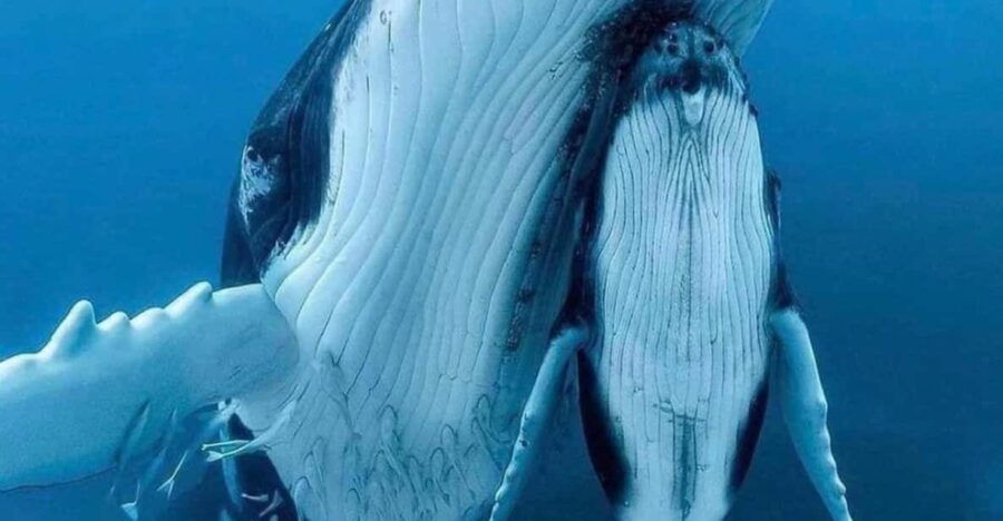 Zihuatanejo: Whale Encounter Experience