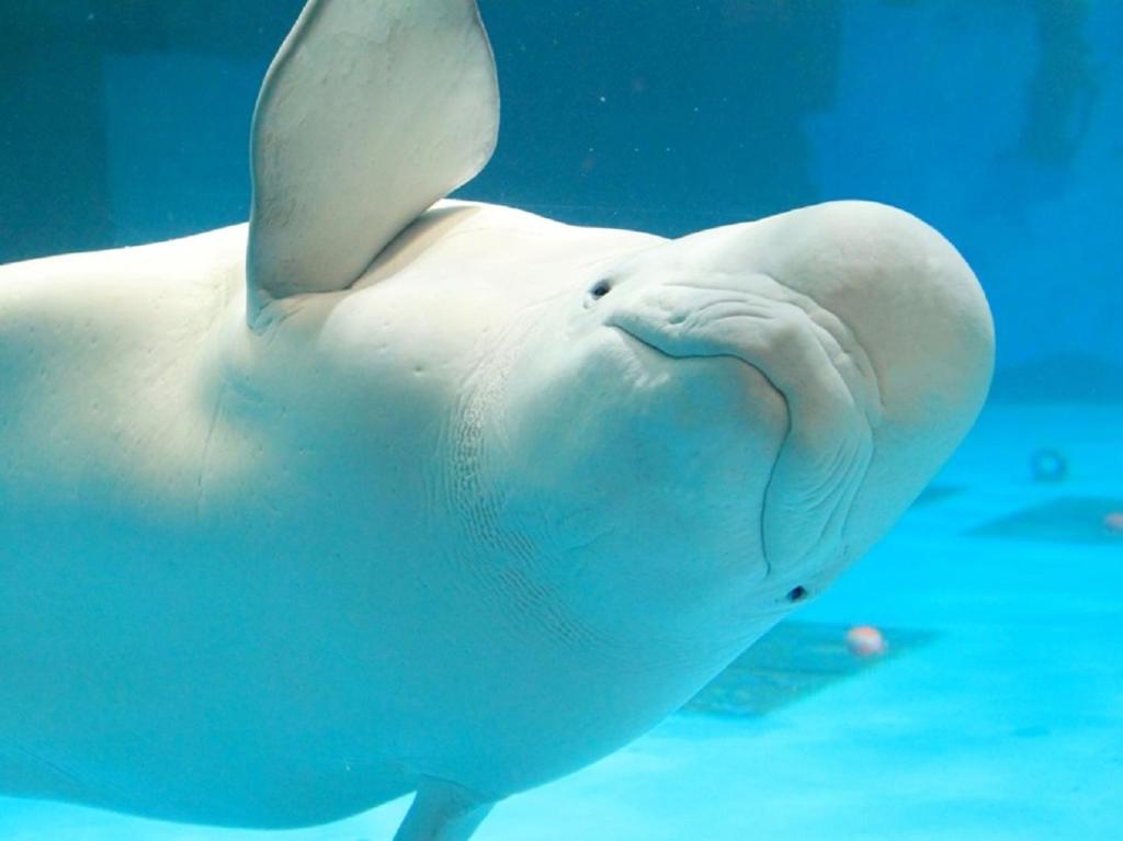 Kamogawa Sea World Hotel Review