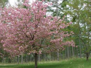 Azumino Hotaka View Hotel - Seasonal Attractions in the Area
