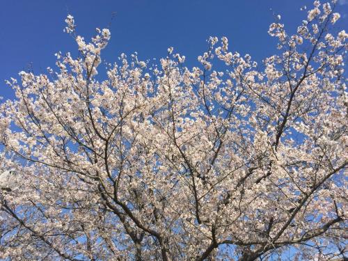 Kinugawa Onsen Fukumatsu - Accommodations and Amenities