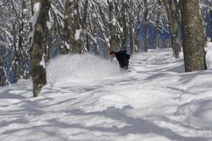 Monkey Rider - Guest Ratings and Reviews