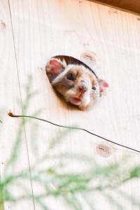 Komagane Kogen Resort Linx - Booking Information