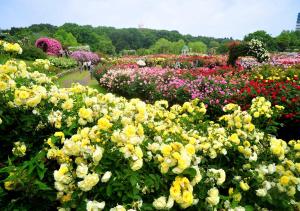 APA Hotel Chiba Yachiyo Midorigaoka - Policies and Important Considerations