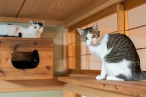 Nekozo's Inn Hida - Nearby Attractions
