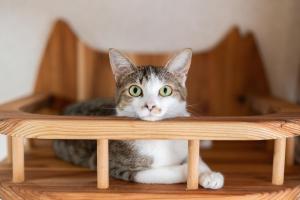 Nekozo's Inn Hida - Frequently Asked Questions