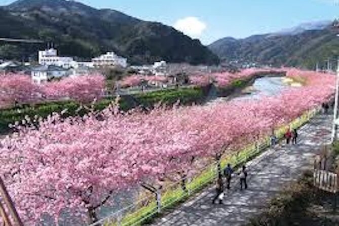 For a Limited Time, Hakone & Cherry Festival Kawazu 2-12 Guests - Discover Gotemba Outlet