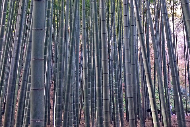 Kamakura Walking Tour With Local Guide Including Hokokuji Temple - Tour Highlights