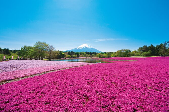 Mt. Fuji Shiba Sakura Festival and Hoto Noodle Making - Event Overview
