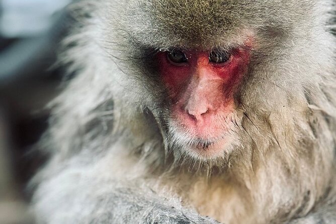 Nagano: Snow Monkey and Zenkoji Temple Free Sake Taste Day Tour - Inclusions and Fees