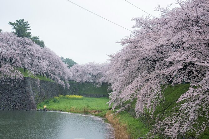 Nagoya Castle Cherry Blossom Festival and Tokugawaen Walking Tour