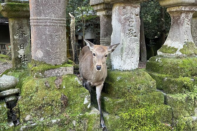 Nara Half-Day Bus Tour From Kyoto
