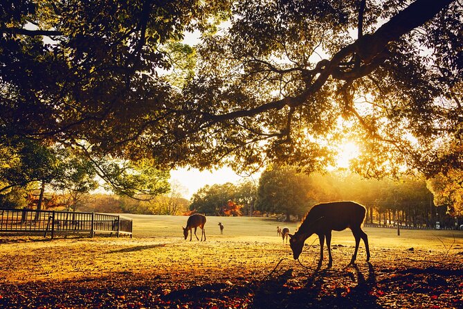 Private Japanese Ancient Tour From Kyoto to Nara