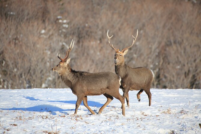 Red Crowned Crane and Wildlife Watching - Tour Overview