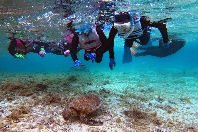 Snorkeling With Sea Turtles - Exploring Kagoshima Prefecture
