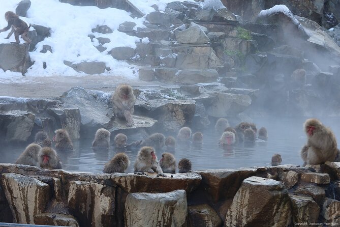 Snow Monkey Park Private Tour From Tokyo With Licensed Guide - Tour Overview and Details