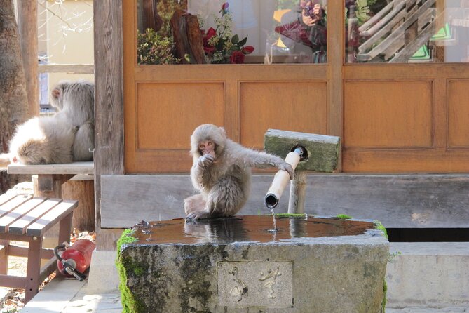 Snow Monkey & Shibu Onsen Private Tour (Nagano, Nozawa, Myoko)