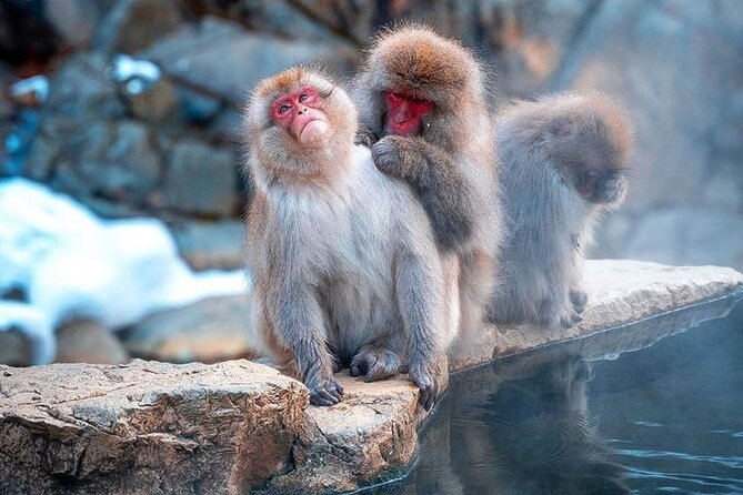 Snow Monkeys Sake Tasting Zenko-ji and Monzen Terrace Lunch