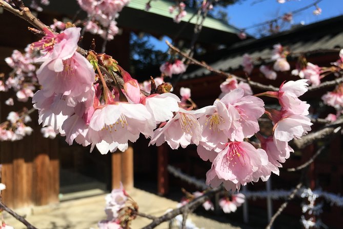 Tokyo Spring Daytime (Cherry Blossom) Food Tour - Tour Overview