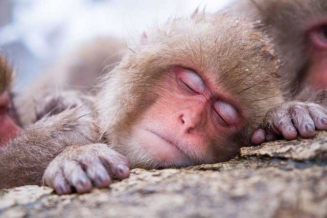 1-Day Snow Monkeys & Zenko-ji Tomyo Lantern Festival Tour - Inclusions