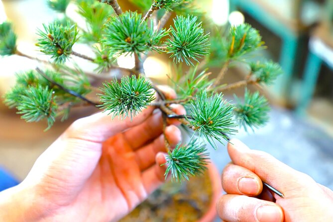 Bonsai Tour & Experience at the Most Sacred City for Bonsai in JP - Exploring the Outdoor Bonsai Garden and Museum