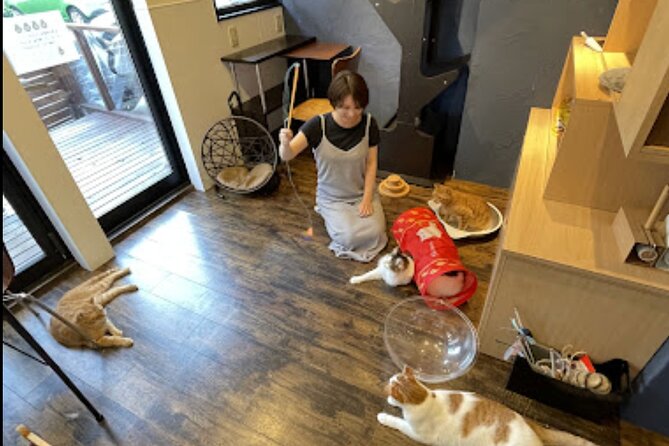 Cat Cafe & Bar Private Tour in Yanaka & Yushima - Inclusions