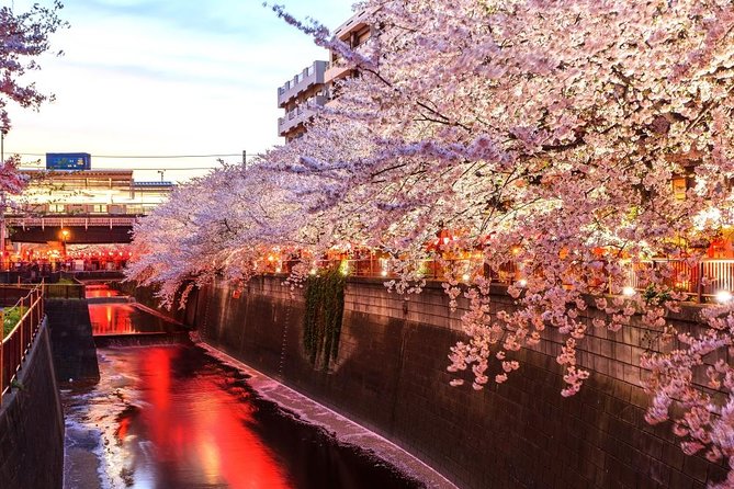 Evening Hanami (Cherry Blossom) Experience With a Local - Tour Inclusions and Exclusions