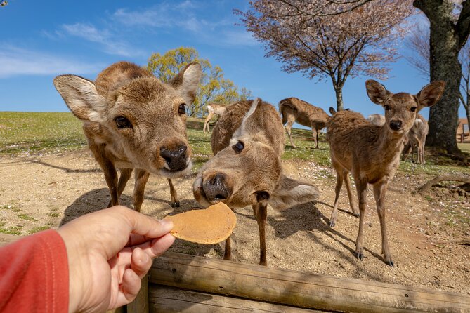 From Osaka-Kyoto: Kyoto and Nara 1Day Bus Tour - Highlights of the Itinerary