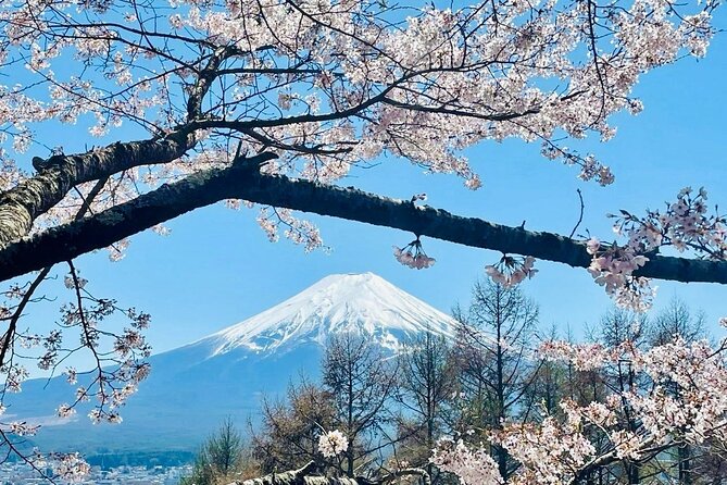 Fuji Hakone Cherry Blossom Private Tour - Accessibility