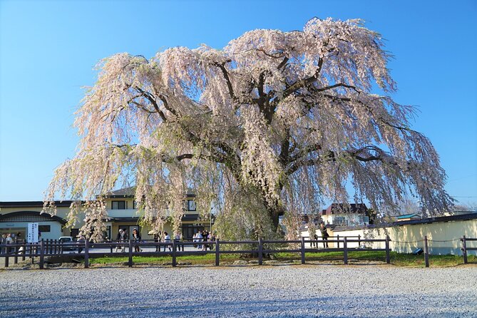 Hokkaido Hakodate Cherry Blossom 2D1N Bus Tour From Sapporo - Inclusions
