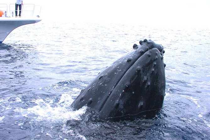 Kerama Islands Experience Dive/Snorkeling/Whale Watching Service - Meeting and Pickup