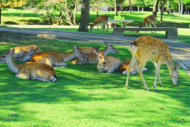 Kyoto and Nara UNESCO Highlights Full-day Tour From Osaka - Accessibility and Participation