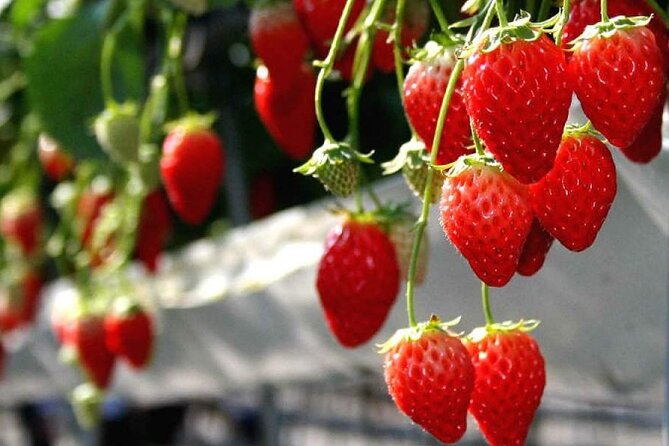 One Day Tour to Oishi Park and Fruit Picking in Mt. Fuji Tokyo - Meeting and Departure Details