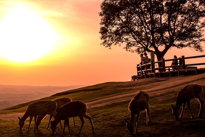 Perfect Nara Park Half-Day Bus Tour With English Speaking Guide - Meeting and Pickup