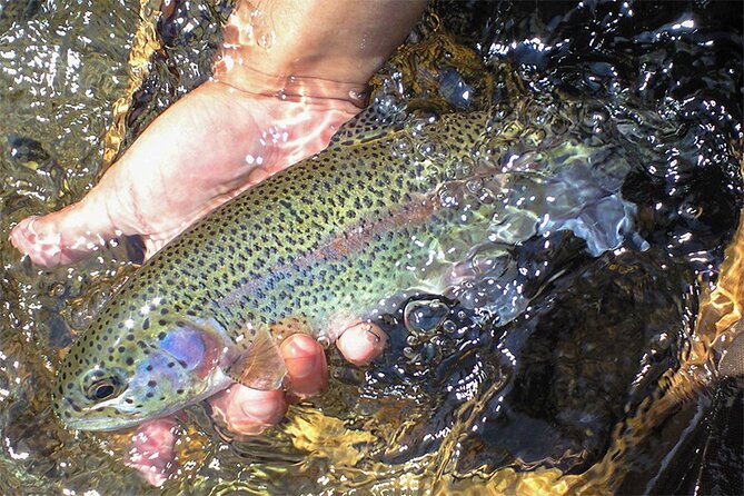 Private Mt. Fuji Catching Fish and BBQ Tour With Hotel Pick up - Inclusions