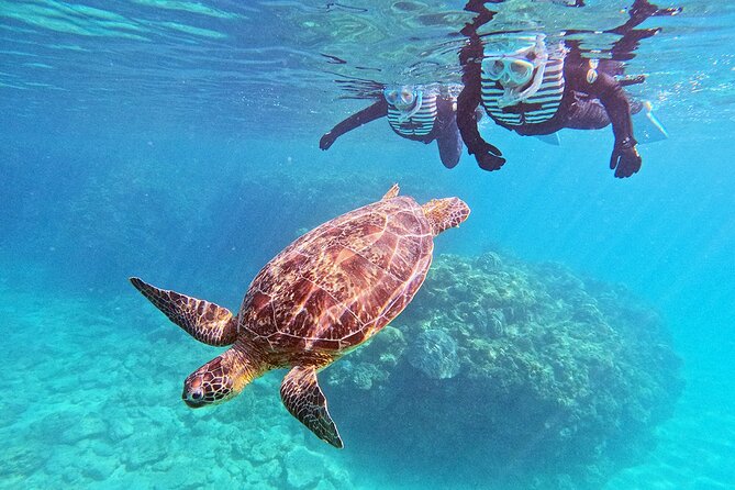 Snorkeling With Sea Turtles - Private Tour Experience