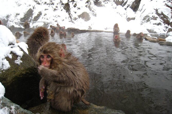 Snow Monkey and Shibu Onsen Afternoon Group Tour From Myoko Kogen - Inclusions